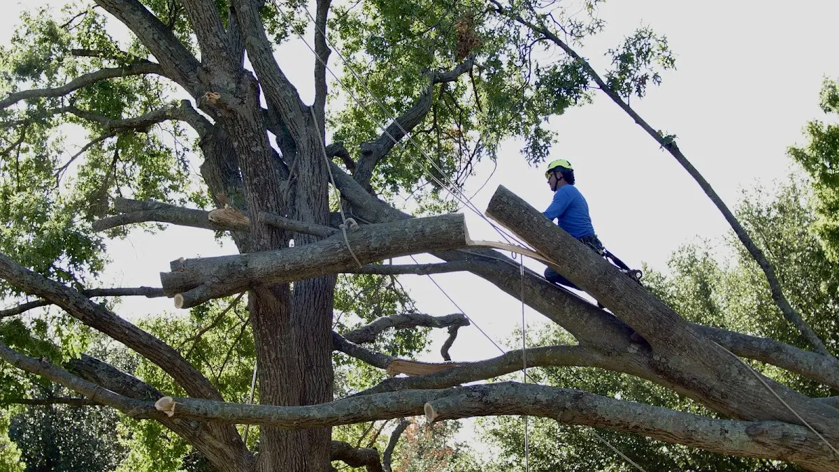 Professional Hazardous Tree Removal performed by certified arborists in Stamps